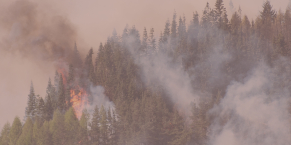 İzmir, Bilecik ve Hatay’da Orman Yangınları: 50 Binden Fazla Kişi Tahliye Edildi