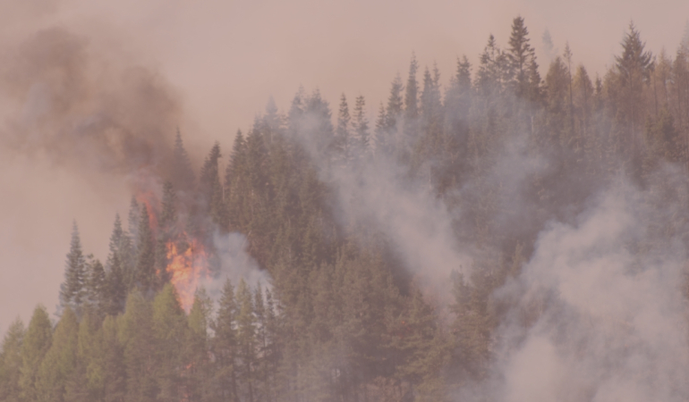 İzmir, Bilecik ve Hatay’da Orman Yangınları: 50 Binden Fazla Kişi Tahliye Edildi